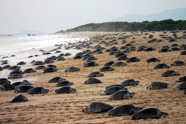 Michoacán está listo para el arribo de miles de Tortugas Marinas 