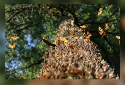 INVESTIGADORES DE LA UMSNH REALIZAN ACCIONES PARA LA CONSERVACIÃ“N DE LOS BOSQUES DE LA MARIPOSA MONARCA 