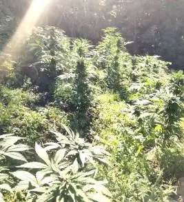 En Tuzantla, Guardia Civil y Sedena destruyen cerca de 36 mil plantas de marihuana 