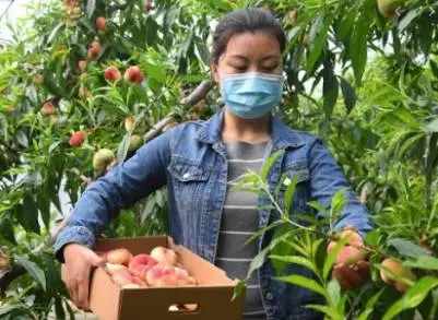 El durazno se cultiva en 40 municipios de Michoacán