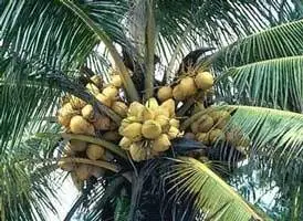 Lázaro Cárdenas da a Michoacán el 4Â° lugar en producción de Coco 