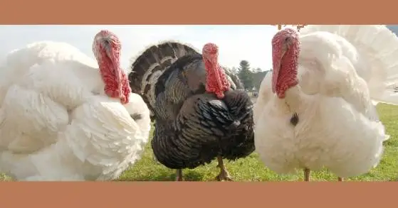 Produce Michoacán 265 toneladas de carne de pavo en pie y canal