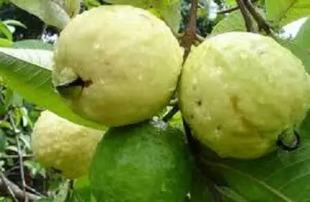 Michoacán aporta el 54.2 por ciento de la Guayaba del País