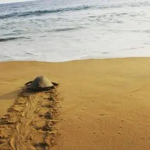  Cambio Climático y Contaminación Afectan Poblaciones de las Tortugas Marinas Laúd, Carey y Lora