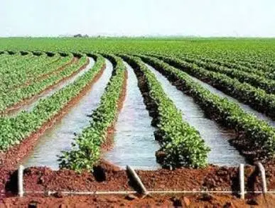 Tecnificadas en Michoacán, 10 mil Hectáreas de Riego: SEDRUA